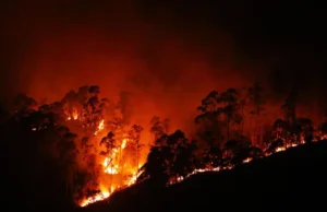 How Forest Fires Start: Understanding the Causes and Risks forest fire