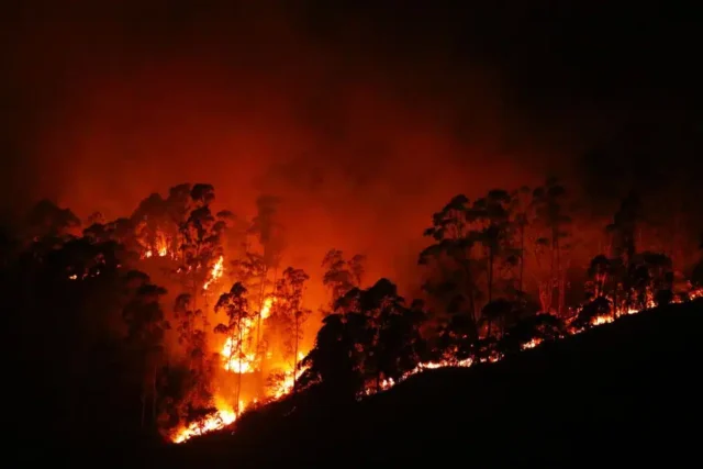 How Forest Fires Start: Understanding the Causes and Risks forest fire