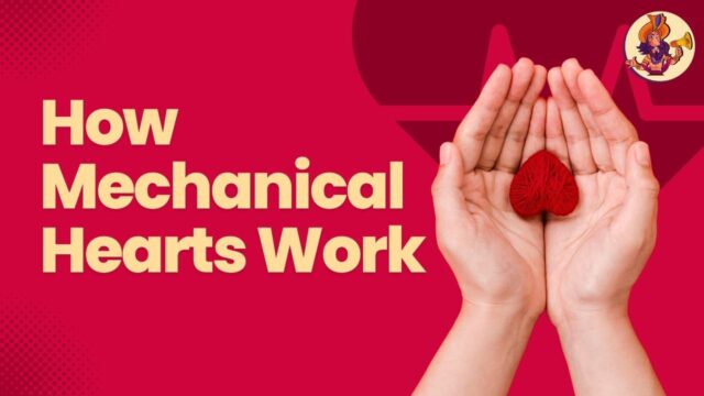 Human Heart Beats with the Help of a Machine: How Mechanical Hearts Work How Mechanical Hearts Work